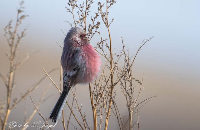 Үүрэн сүүлтзана (Uragus sibiricus)